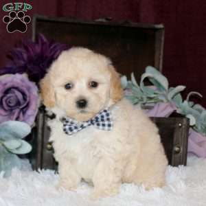 Brock, Bich-Poo Puppy