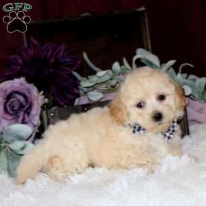 Brock, Bich-Poo Puppy