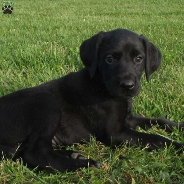 Brooklyn, German Shorthaired Pointer Puppy