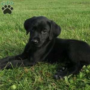 Brooklyn, German Shorthaired Pointer Puppy