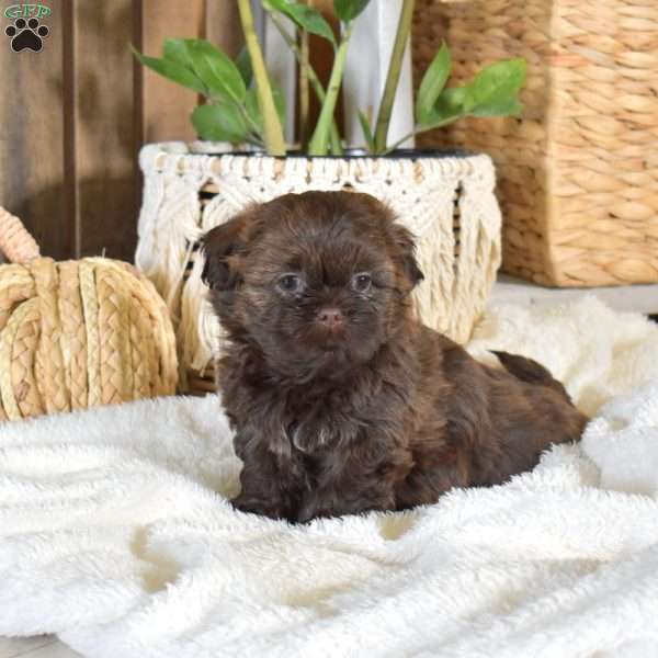 Brownie, Shih-Poo Puppy