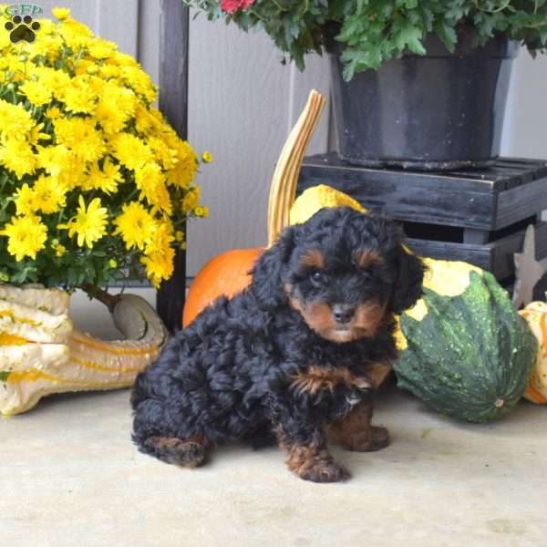 Brownie, Yorkie Poo Puppy