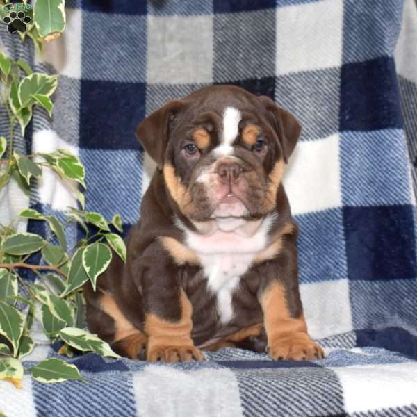 Brownie, English Bulldog Puppy