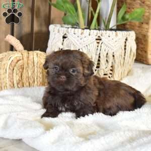 Brownie, Shih-Poo Puppy