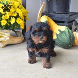 Brownie, Yorkie Poo Puppy