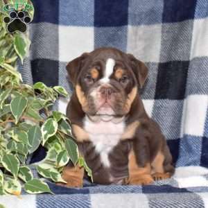 Brownie, English Bulldog Puppy