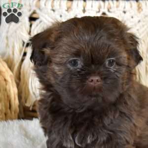 Brownie, Shih-Poo Puppy