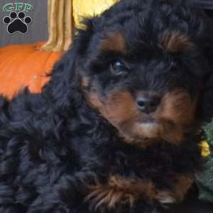 Brownie, Yorkie Poo Puppy