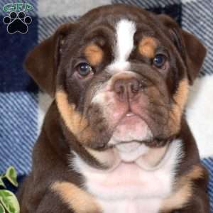 Brownie, English Bulldog Puppy