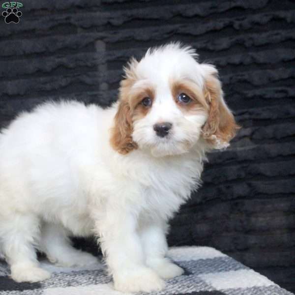 Bruce, Cavapoo Puppy