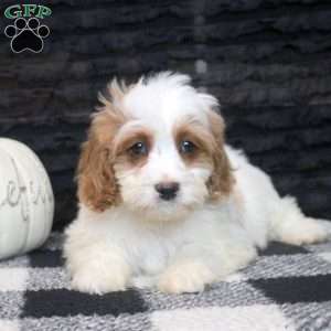 Bruce, Cavapoo Puppy