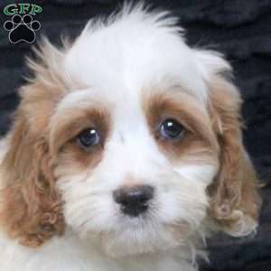 Bruce, Cavapoo Puppy