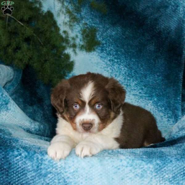 Bruno, Miniature Australian Shepherd Puppy