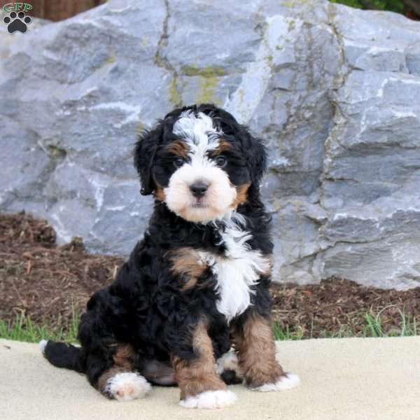 Bruno, Mini Bernedoodle Puppy
