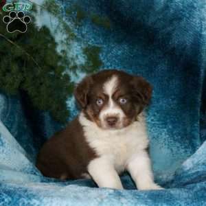 Bruno, Miniature Australian Shepherd Puppy