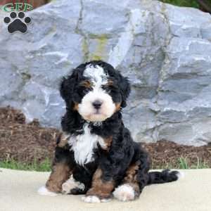 Bruno, Mini Bernedoodle Puppy