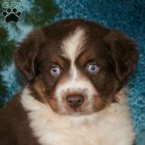 Bruno, Miniature Australian Shepherd Puppy
