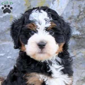 Bruno, Mini Bernedoodle Puppy
