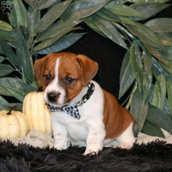 Bruno, Jack Russell Terrier Puppy