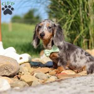 Bryce, Dachshund Puppy