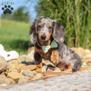 Bryce, Dachshund Puppy