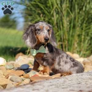 Bryce, Dachshund Puppy