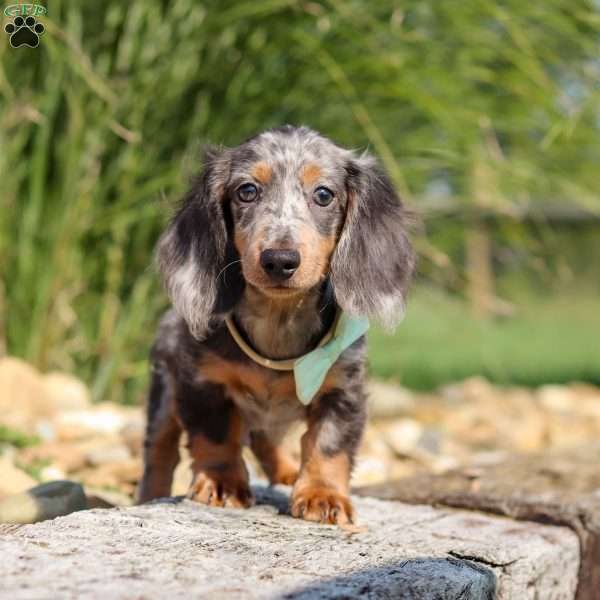 Bryce, Dachshund Puppy