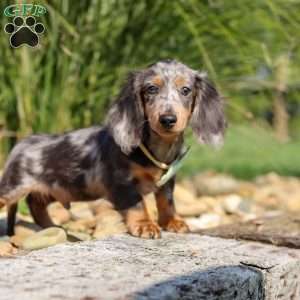 Bryce, Dachshund Puppy