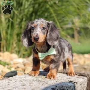 Bryce, Dachshund Puppy