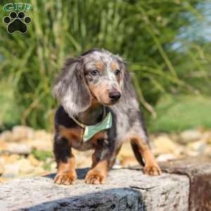 Bryce, Dachshund Puppy