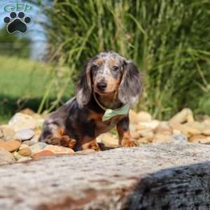 Bryce, Dachshund Puppy