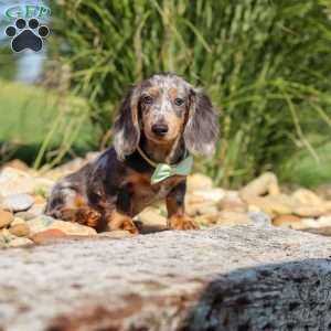 Bryce, Dachshund Puppy