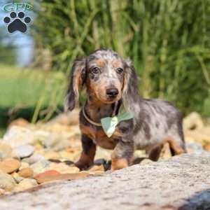 Bryce, Dachshund Puppy