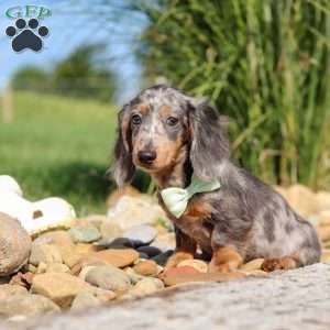 Bryce, Dachshund Puppy