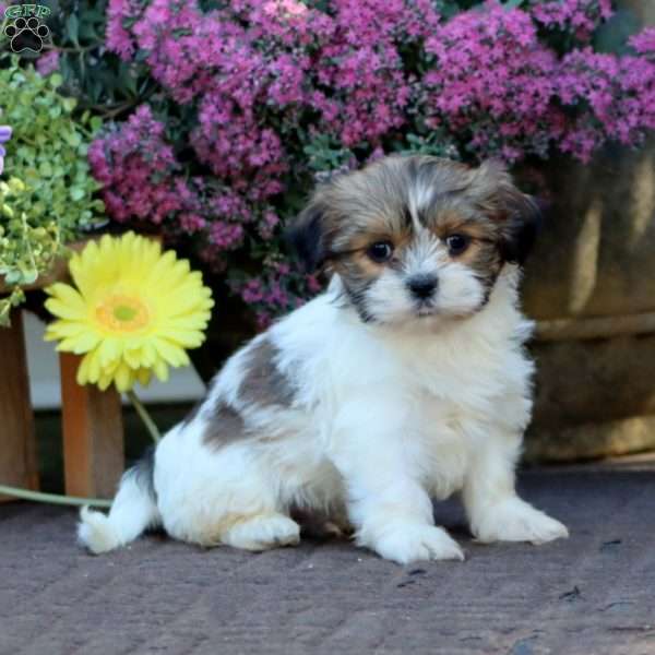 Bryce, Shih Tzu Mix Puppy
