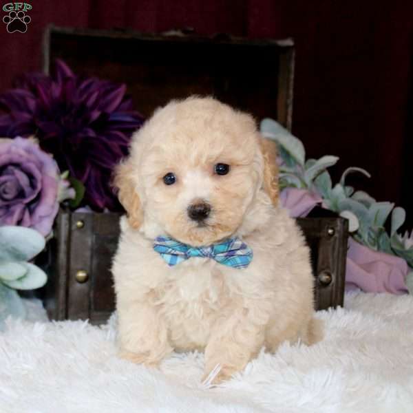 Bryce, Bich-Poo Puppy