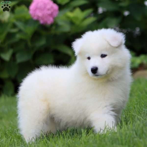 Bryce, Samoyed Puppy