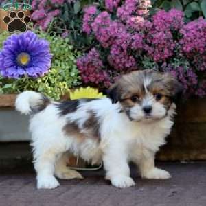 Bryce, Shih Tzu Mix Puppy