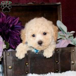 Bryce, Bich-Poo Puppy