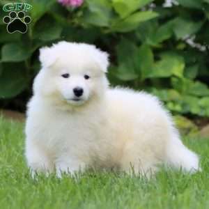 Bryce, Samoyed Puppy