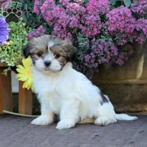Bryce, Shih Tzu Mix Puppy