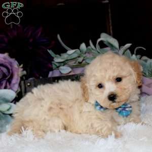 Bryce, Bich-Poo Puppy