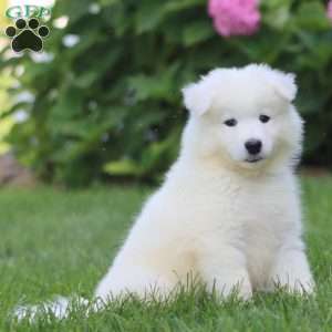 Bryce, Samoyed Puppy
