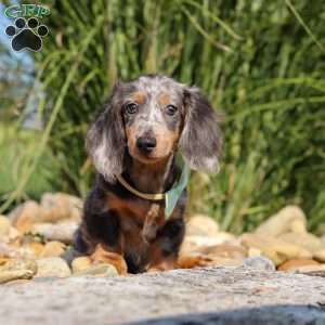 Bryce, Dachshund Puppy