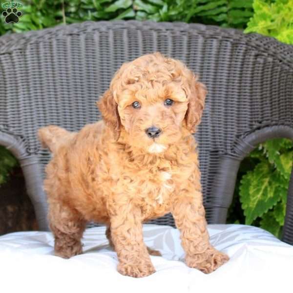 Brynn, Mini Goldendoodle Puppy