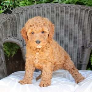 Brynn, Mini Goldendoodle Puppy