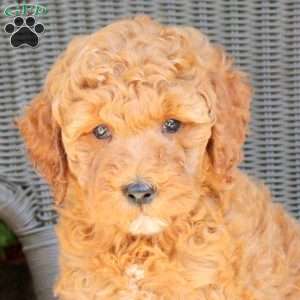 Brynn, Mini Goldendoodle Puppy