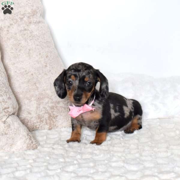 Bubbles-Mini, Dachshund Puppy