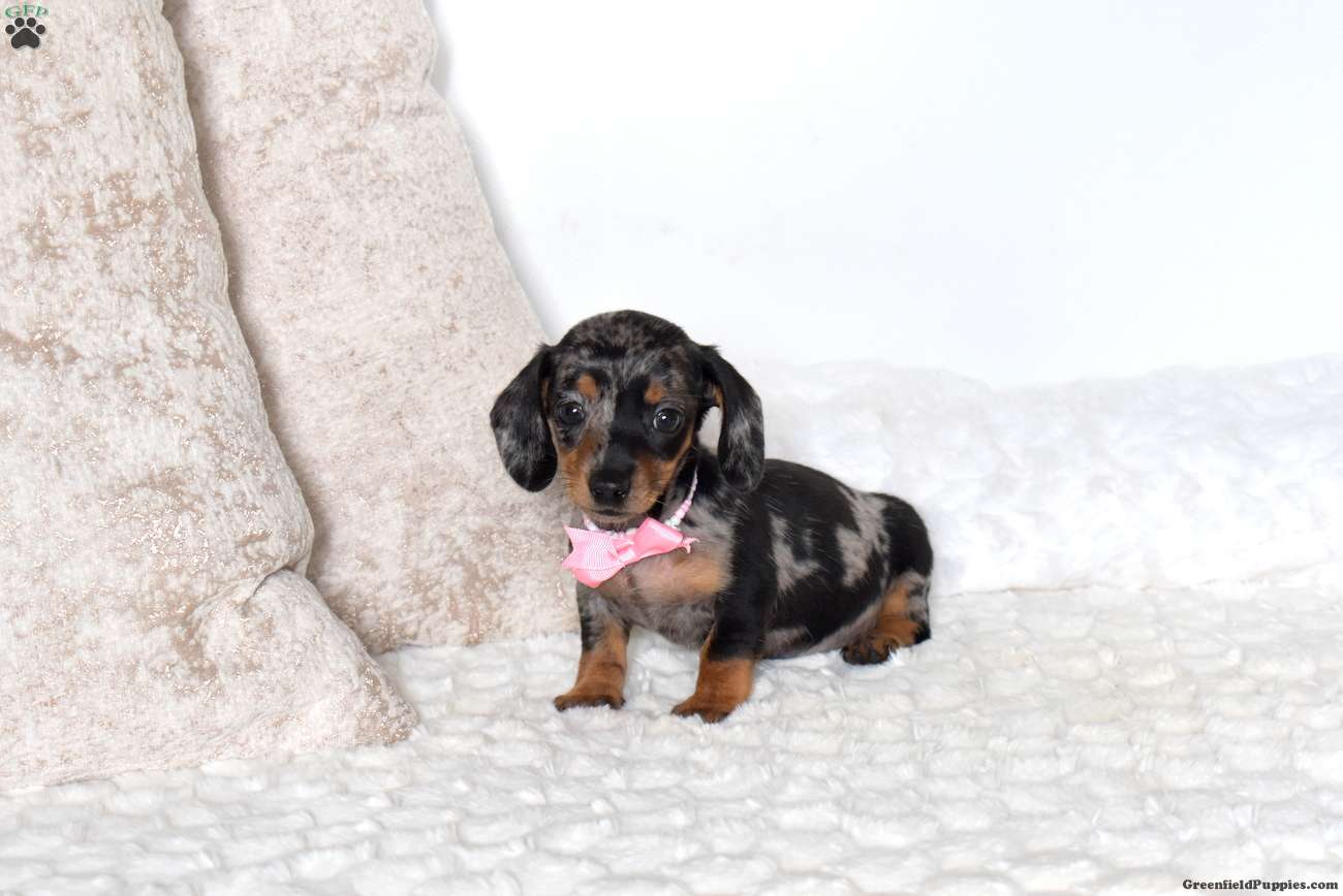 Bubbles-Mini
