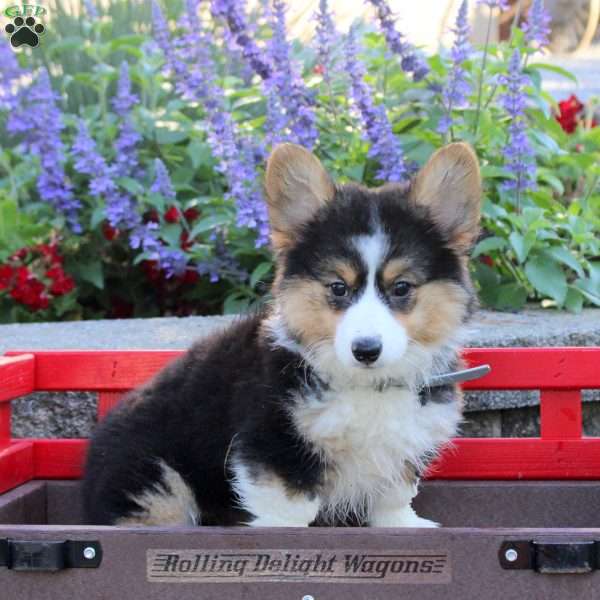 Bubbles, Pembroke Welsh Corgi Puppy